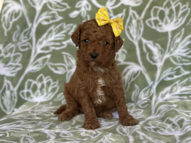 Mini – Cavapoo, Poodle - Miniature  puppy for sale in Davenport, FL