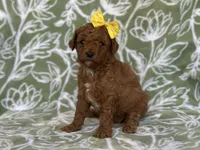 Mini, a female Cavapoo and Poodle - Miniature  for sale in Davenport, FL – Photo 8 of 8