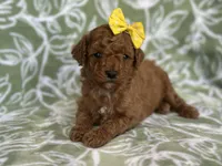 Mini, a female Cavapoo and Poodle - Miniature  for sale in Davenport, FL – Photo 5 of 8