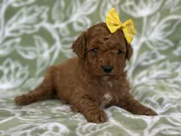 Mini, a female Cavapoo and Poodle - Miniature  for sale in Davenport, FL – Photo 4 of 8