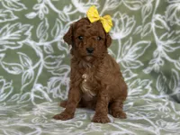 Mini, a female Cavapoo and Poodle - Miniature  for sale in Davenport, FL – Photo 7 of 8