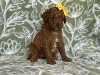 Mini, a female Cavapoo and Poodle - Miniature  for sale in Davenport, FL – Photo 2 of 8