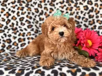 Britney, a female Poodle - Toy  and Poodle - Miniature  for sale in Davenport, FL – 3 of 10