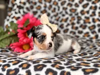 Quinn cookie, a female French Bulldog and Cockapoo for sale in Davenport, FL – 10 of 10