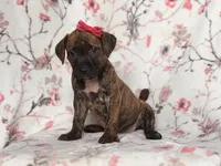 Opossum , a female American Pit Bull Terrier and Cane Corso for sale in Davenport, FL – 9 of 10
