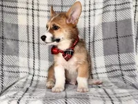 Luke , a male Pembroke Welsh Corgi for sale in Davenport, FL – 4 of 10