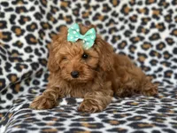 Baby, a female Cockapoo and Poodle - Toy  for sale in Davenport, FL – 2 of 10