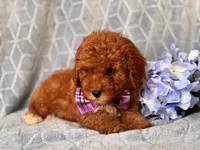 James, a male Cavapoo and Poodle - Toy  for sale in Davenport, FL – 3 of 10
