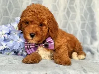 James, a male Cavapoo and Poodle - Toy  for sale in Davenport, FL – 7 of 10