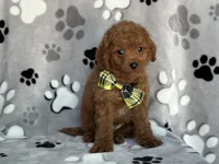 Jameson, a male Cavapoo and Poodle - Miniature  for sale in Davenport, FL – 6 of 7