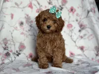 Joy, a female Cavapoo and Poodle - Miniature  for sale in Davenport, FL – 9 of 10