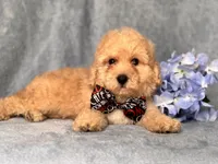 Danny, a male Poodle - Toy  and Poodle - Miniature  for sale in Davenport, FL – 5 of 8