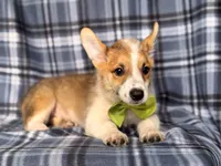 Jax , a male Pembroke Welsh Corgi for sale in Davenport, FL – 2 of 10