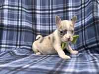 Charlie, a male French Bulldog and American Pit Bull Terrier for sale in Davenport, FL – 5 of 10