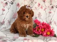 Rosie, a female Poodle - Miniature  for sale in Davenport, FL – 10 of 10
