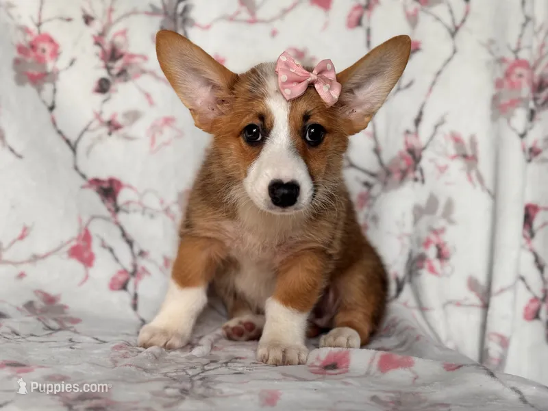 Hope – Pembroke Welsh Corgi puppy for sale in Davenport, FL