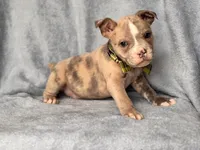 Dagger, a male French Bulldog and American Pit Bull Terrier for sale in Davenport, FL – 8 of 10