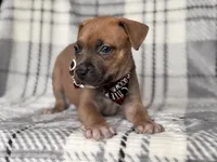 Buck, a male American Pit Bull Terrier and Cane Corso for sale in Davenport, FL – 6 of 10