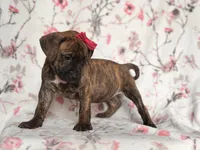 Opossum , a female American Pit Bull Terrier and Cane Corso for sale in Davenport, FL – 4 of 10