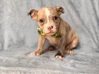 Dagger, a male French Bulldog and American Pit Bull Terrier for sale in Davenport, FL – 6 of 10