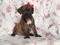 Opossum , a female American Pit Bull Terrier and Cane Corso for sale in Davenport, FL – 7 of 10