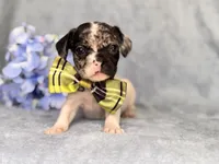Moose, a male French Bulldog and Cockapoo for sale in Davenport, FL – 6 of 10