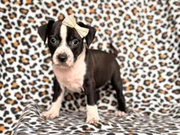 Reba, a female American Pit Bull Terrier and Cane Corso for sale in Davenport, FL – 10 of 10