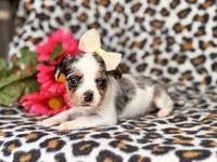 Quinn cookie, a female French Bulldog and Cockapoo for sale in Davenport, FL – 1 of 10