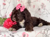 Diamond, a female Cocker Spaniel for sale in Davenport, FL – 6 of 10