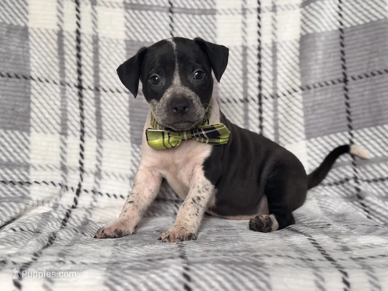 Radio  – American Pit Bull Terrier, Cane Corso puppy for sale in Davenport, FL