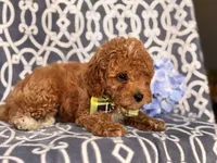 Romeo, a male Cavapoo and Poodle - Toy  for sale in Davenport, FL – 4 of 10