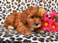 Vanessa , a female Cavapoo and Poodle - Toy  for sale in Davenport, FL – 5 of 10