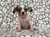 Quinn cookie, a female French Bulldog and Cockapoo for sale in Davenport, FL – 7 of 8