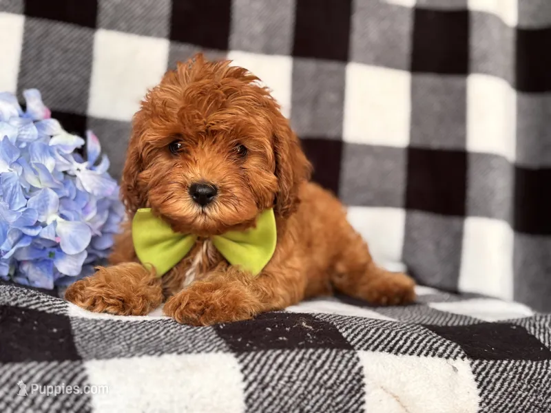 Wyatt – Cavapoo, Poodle - Toy  puppy for sale in Davenport, FL
