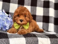 Wyatt, a male Cavapoo and Poodle - Toy  for sale in Davenport, FL – 1 of 8