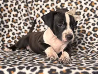 Reba, a female American Pit Bull Terrier and Cane Corso for sale in Davenport, FL – 8 of 10