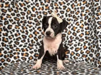Reba, a female American Pit Bull Terrier and Cane Corso for sale in Davenport, FL – 5 of 10