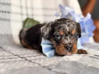 Squirrel, a male French Bulldog and Cockapoo for sale in Davenport, FL – 6 of 10