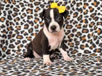 Reba, a female American Pit Bull Terrier and Cane Corso for sale in Davenport, FL – 6 of 10