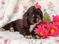 Diamond, a female Cocker Spaniel for sale in Davenport, FL – 7 of 10