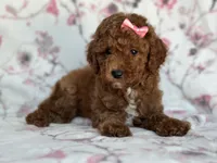 Mini-sale, a female Cavapoo and Poodle - Miniature  for sale in Davenport, FL – 5 of 8