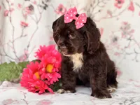 Diamond, a female Cocker Spaniel for sale in Davenport, FL – 3 of 10