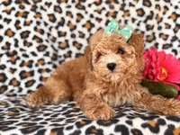 Britney, a female Poodle - Toy  and Poodle - Miniature  for sale in Davenport, FL – 10 of 10