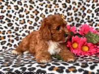 Vanessa , a female Cavapoo and Poodle - Toy  for sale in Davenport, FL – 8 of 10