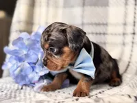 Squirrel, a male French Bulldog and Cockapoo for sale in Davenport, FL – 3 of 10