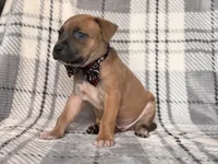 Buck, a male American Pit Bull Terrier and Cane Corso for sale in Davenport, FL – 9 of 10