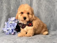 Danny, a male Poodle - Toy  and Poodle - Miniature  for sale in Davenport, FL – 8 of 8
