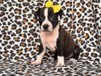 Reba, a female American Pit Bull Terrier and Cane Corso for sale in Davenport, FL – 10 of 10