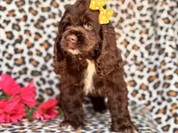 Sage, a female Cocker Spaniel for sale in Davenport, FL – 8 of 10