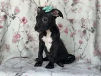 Buttercup , a female American Pit Bull Terrier and Black Mouth Cur for sale in Davenport, FL – Photo 8 of 8